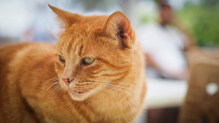 Cat in Malta