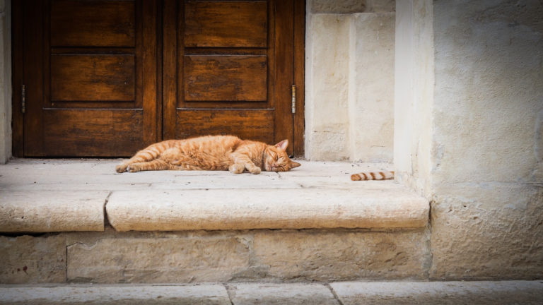 Cats in Malta