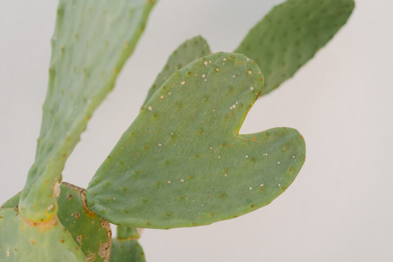 Greenery detail heart shape at a Lake Garda villa wedding in Salò
