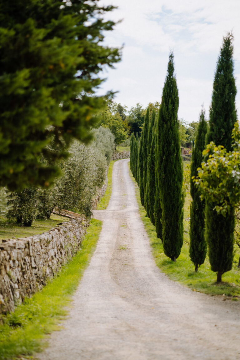 Cypress-lined road in Radda in Chianti, Tuscany