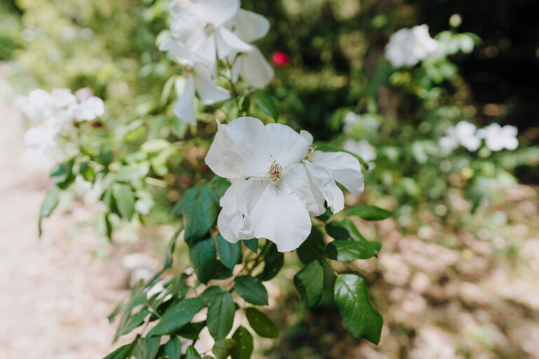 White flowers detail at a Tuscany villa wedding